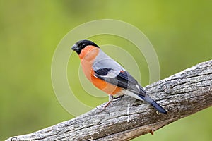 Male Eurasian Bullfinch