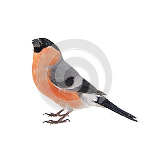 Male of Eurasian bullfinch Pyrrhula pyrrhula, isolated on white background