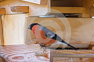 Male Eurasian Common Bullfinch passerine bird in red orange black gray on wooden bird feeder in Austria, Europe