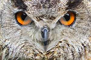 male Eurasian eagle-owl (Bubo bubo