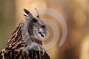 Male Eurasian eagle-owl Bubo bubo close-up portrait