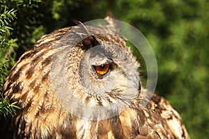 male Eurasian eagle-owl (Bubo bubo) detailed portrait