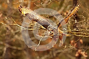 male Eurasian eagle-owl (Bubo bubo) in flight in the forest