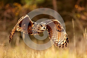 male Eurasian eagle-owl (Bubo bubo) flying just above the ground