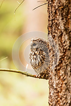 Male Eurasian eagle-owl Bubo bubo peeks out from behind a tree