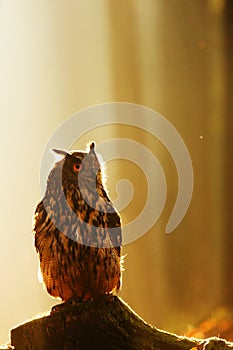 Male Eurasian eagle-owl Bubo bubo portrait in strong backlight