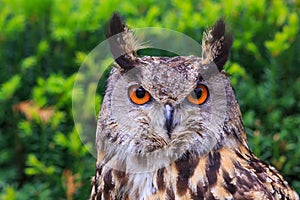 Male Eurasian eagle-owl Bubo bubo portrait for the textbook