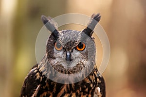 Male Eurasian eagle-owl Bubo bubo close-up portrait