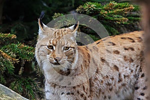 Male Eurasian lynx Lynx lynx close up portrait