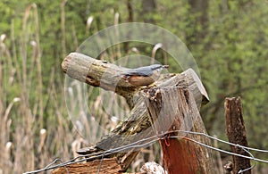 Male Eurasian nuthatch Sitta europaea sitting on an old wooden fence