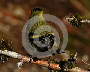 Male of Eurasian siskin.