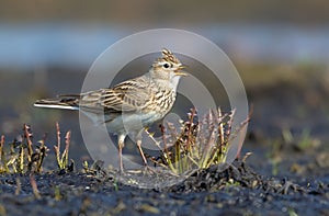Male Eurasian skylark fervently sings his loud song as he stands on the dirty and muddy soil