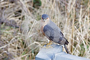 Male Eurasian Sparrowhawk (Accipiter nisus)