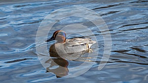 Male Eurasian teal, Anas crecca. Blackford Pond, Edinburgh