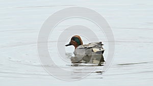 Male Eurasian teal (Anas crecca) feeding