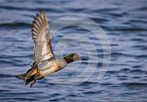 Male Eurasian Teal in Flight