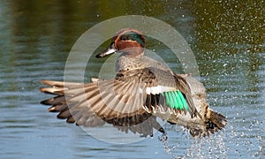 Male Eurasian teal taking off. Anas crecca.