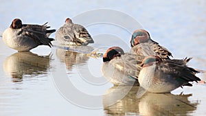 Male Eurasian teals duck resting on the edge of a canal