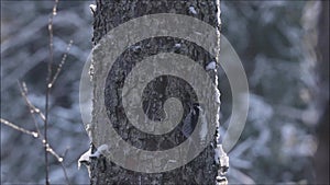 A male Eurasian three-toed woodpecker, Picoides tridactylus pecking an old spruce tree