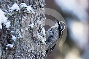 Male Eurasian three-toed woodpecker, Picoides tridactylus on a tree