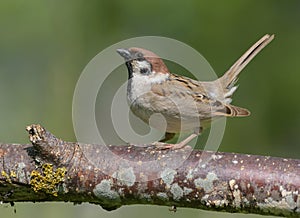 Male Eurasian tree sparrow courtship and lekking display with lifted tail and down wings