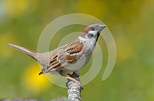 Male Eurasian tree sparrow courtship and lekking display with lifted tail and wings