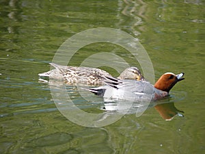 Male Eurasian wigeon Anas penelope whistling while swimming with female mallard duck Anas playrhynchos