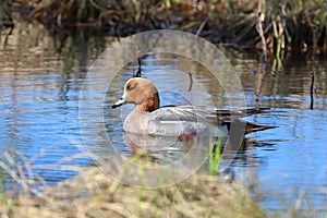 The male of Eurasian Wigeon in the Arctic zone of Russia