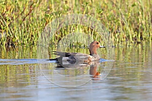 The male of Eurasian Wigeon in the Arctic zone of Russia