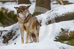 Male Eurasian wolf Canis lupus lupus licks his snout