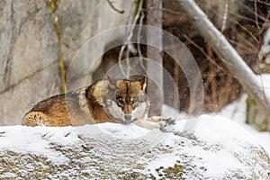 Male Eurasian wolf Canis lupus lupus lying on a snow-covered rock