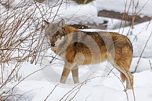 Male Eurasian wolf Canis lupus lupus standing in the snow behind a fallen bush over which he is focused
