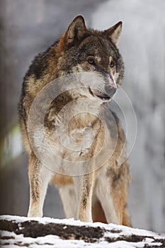 Male Eurasian wolf Canis lupus lupus warily watching