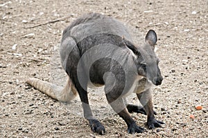 This is a male euro or wallaroo