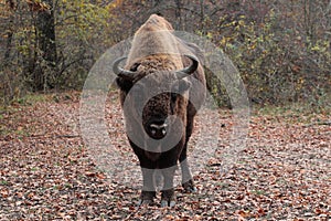Male european bison, in the autumn forest