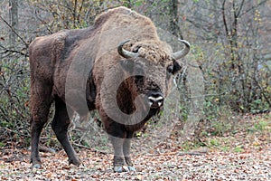 Male european bison, in the autumn forest