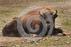 Male of European bison, Bison bonasus, lying and ruminating after grazing. Endangered species from Europe