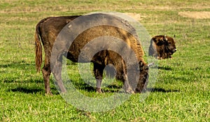 Male European bison family , in natural park protected area . Brown, Romania.