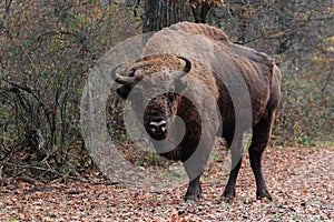 Male european bison stand in the autumn forest