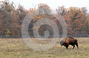 Male european bison walk in a protected enclosure