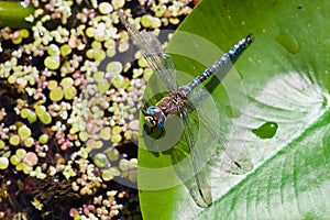 Male of European Blue Emperor Dragonfly Anax imperator resting on a leaf of yellow water lily