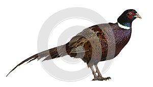 Male European Common Pheasant photo