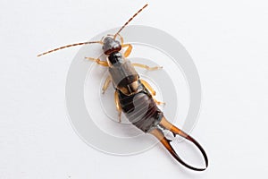 A male European earwig on a solid white background