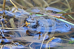 Male European fire-bellied toad in spring