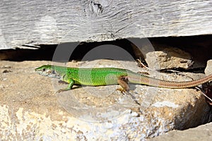 Male european green lizard