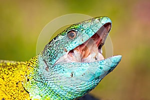 Male of european green lizard with open mouth hunting in nature