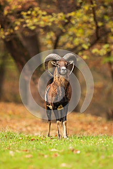 Male European mouflon Ovis aries musimon he is beautifully colored with a light stripe on his back