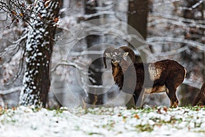 Male European mouflon Ovis aries musimon came out of the forest with snow
