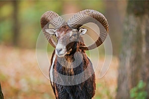 Male European mouflon Ovis aries musimon the close-up portrait has large horns