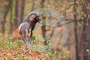 Male European mouflon Ovis aries musimon has started estrus and is looking for females